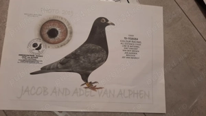 Porumbei voiajori culori rare,cu pedigree