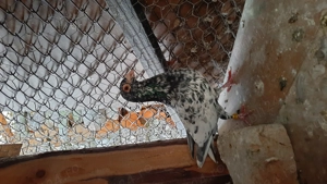 Porumbei voiajori culori rare,cu pedigree - imagine 5