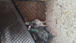 Porumbei voiajori culori rare,cu pedigree - imagine 4