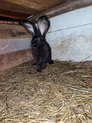 Vand mascul urias german  - imagine 2