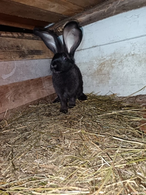 Vand mascul urias german 