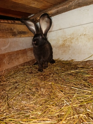 Vand mascul urias german  - imagine 3