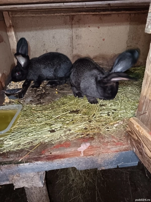 Vand doua femele urias german  - imagine 2