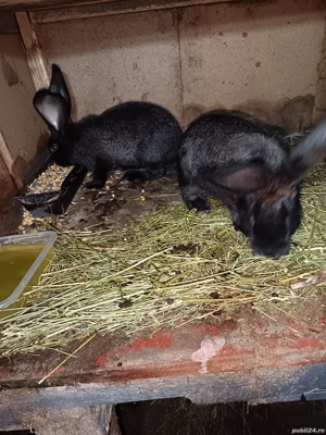 Vand doua femele urias german  - imagine 3