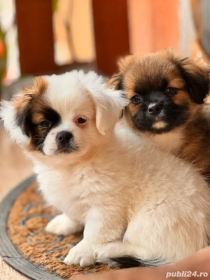 ShihTzu de vânzare - imagine 5 ShihTzu de vânzare - imagine 5