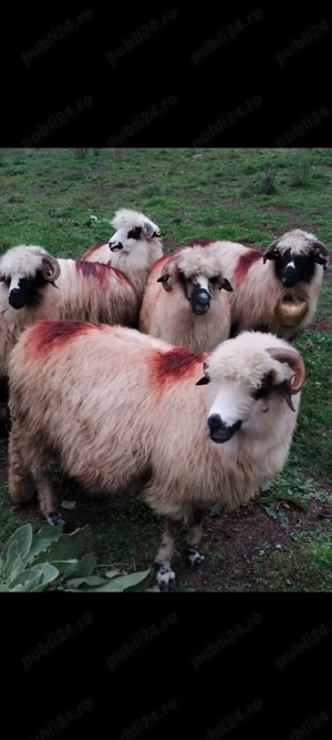 Oi de vânzare  - imagine 4