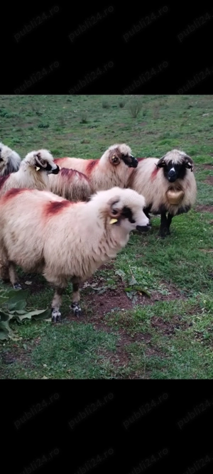 Oi de vânzare  - imagine 2