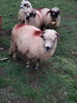 Oi de vânzare  - imagine 5