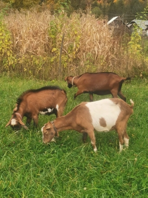 Vând țap (ied Alpin)
