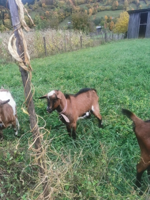 Vând țap (ied Alpin) - imagine 2