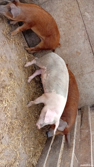 Grăsuni 5 luni ! - imagine 4