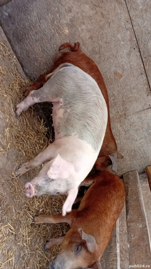 Grăsuni 5 luni ! - imagine 3