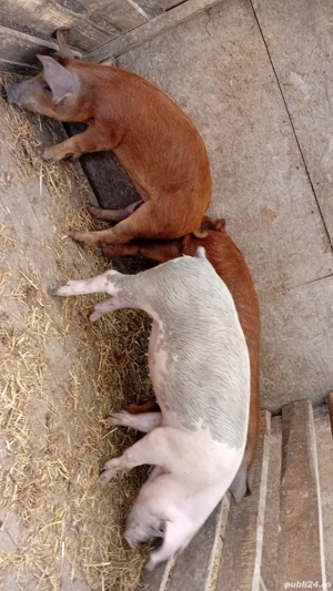 Grăsuni 5 luni ! - imagine 2