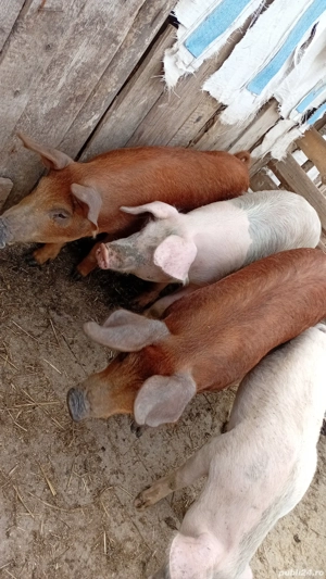 Grăsuni 5 luni ! - imagine 5