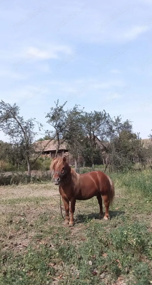 Vând ponei armăsar 