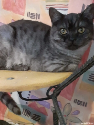 British Shorthair Silver Tabby  - imagine 3