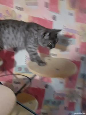 British Shorthair Silver Tabby  - imagine 4