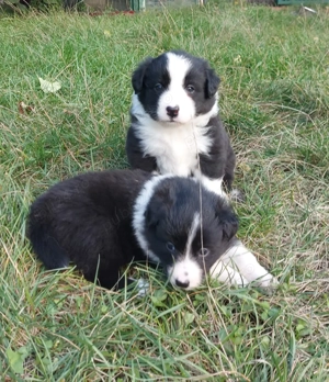 Vand catei border collie iasi