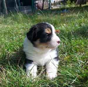 Vand catei border collie iasi - imagine 2