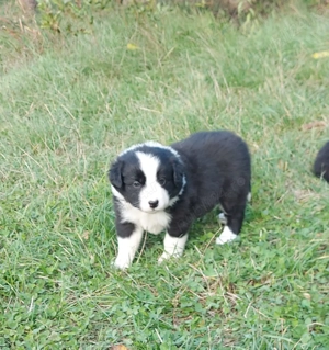 Vand catei border collie iasi - imagine 3