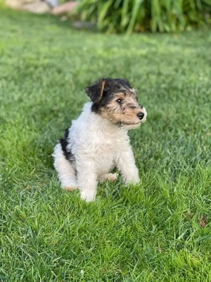 Fox Terrier sarmos - imagine 2