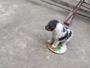 Fox Terrier sarmos - imagine 5