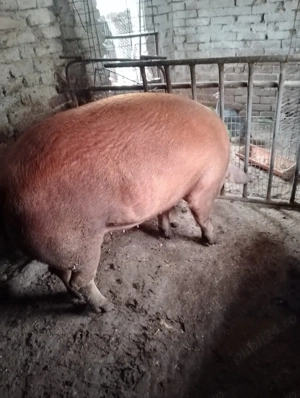 Scroafa Duroc de vanzare 