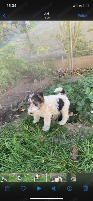 Fox Terrier sarmos - imagine 3