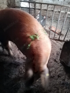 Scroafa Duroc de vanzare  - imagine 2