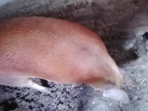 Scroafa Duroc de vanzare  - imagine 3