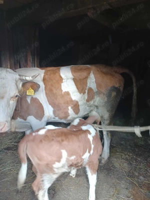 Vând vacă cu vițel