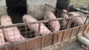 Porci pentru Crăciun bio crescut 130kg 