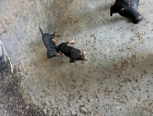 Pui Jack terrier deparazitati  - imagine 3 Pui Jack terrier deparazitati  - imagine 3