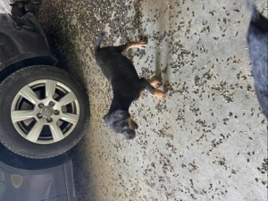 Pui Jack terrier deparazitati  - imagine 5 Pui Jack terrier deparazitati  - imagine 5