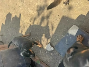 Pui Jack terrier deparazitati  - imagine 4 Pui Jack terrier deparazitati  - imagine 4