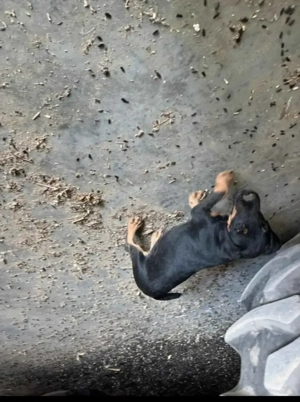 Pui Jack terrier deparazitati  - imagine 2 Pui Jack terrier deparazitati  - imagine 2