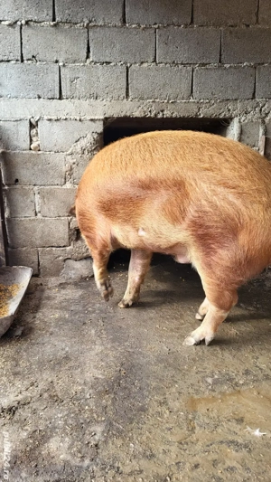 Porcii Rasa Duroc  - imagine 5