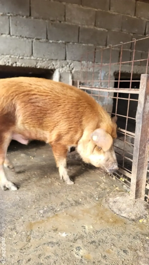 Porcii Rasa Duroc  - imagine 2