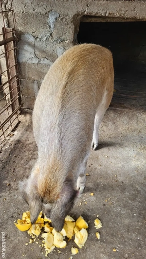 Porcii Rasa Duroc  - imagine 3