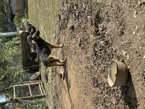 Vând cățea ciobănesc german  - imagine 2 Vând cățea ciobănesc german  - imagine 2