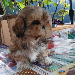 Femela shih tzu de vanzare!