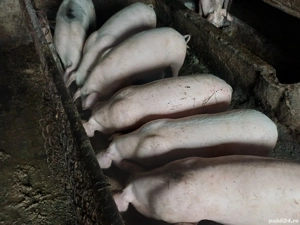 vând soldani 40-50 kg 