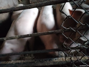 vând soldani 40-50 kg 8bucati.pret 550-600lei  - imagine 3 vând soldani 40-50 kg 8bucati.pret 550-600lei  - imagine 3