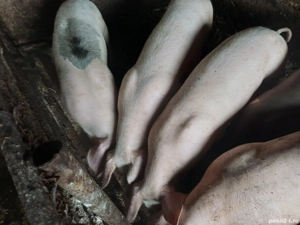 vând soldani 40-50 kg 8bucati.pret 550-600lei  - imagine 4 vând soldani 40-50 kg 8bucati.pret 550-600lei  - imagine 4