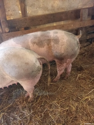 Pentru sacrificare  - imagine 3 Pentru sacrificare  - imagine 3