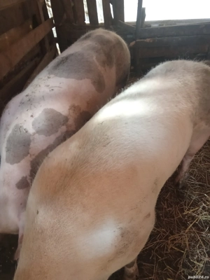 Pentru sacrificare  - imagine 2 Pentru sacrificare  - imagine 2