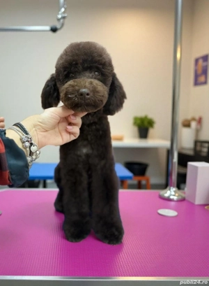 Poodle Caniche masculi maro, apricot si roșu  - imagine 3