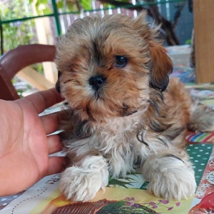 Femela shih tzu de vanzare!   - imagine 2 Femela shih tzu de vanzare!   - imagine 2