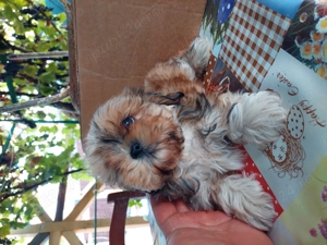 Femela shih tzu de vanzare!   - imagine 5 Femela shih tzu de vanzare!   - imagine 5