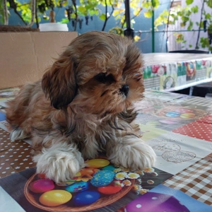 Femela shih tzu de vanzare!   - imagine 4 Femela shih tzu de vanzare!   - imagine 4